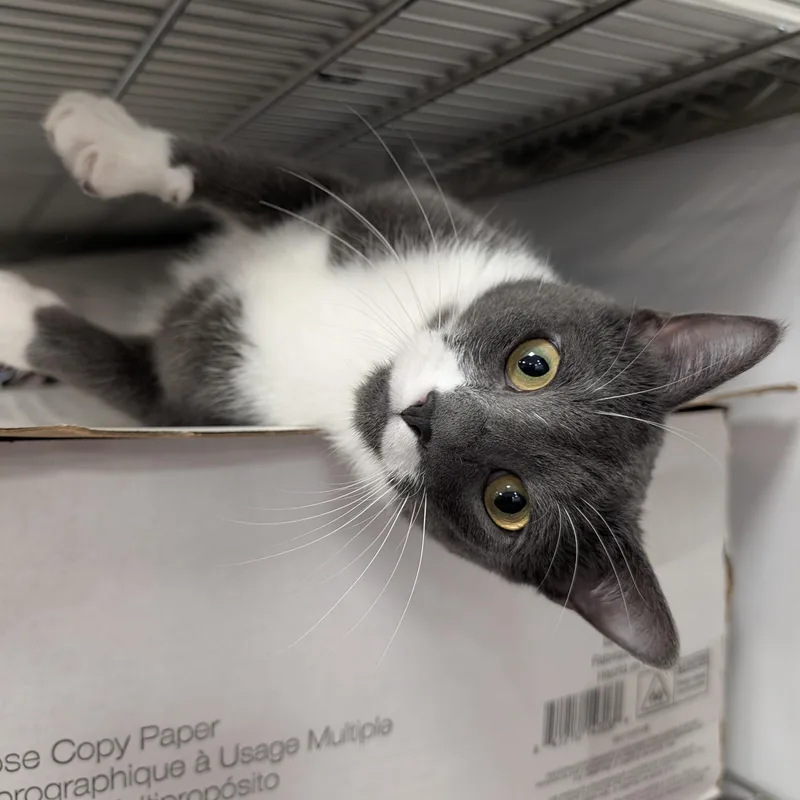 Poopsie Slime Surpise thumbnail 6