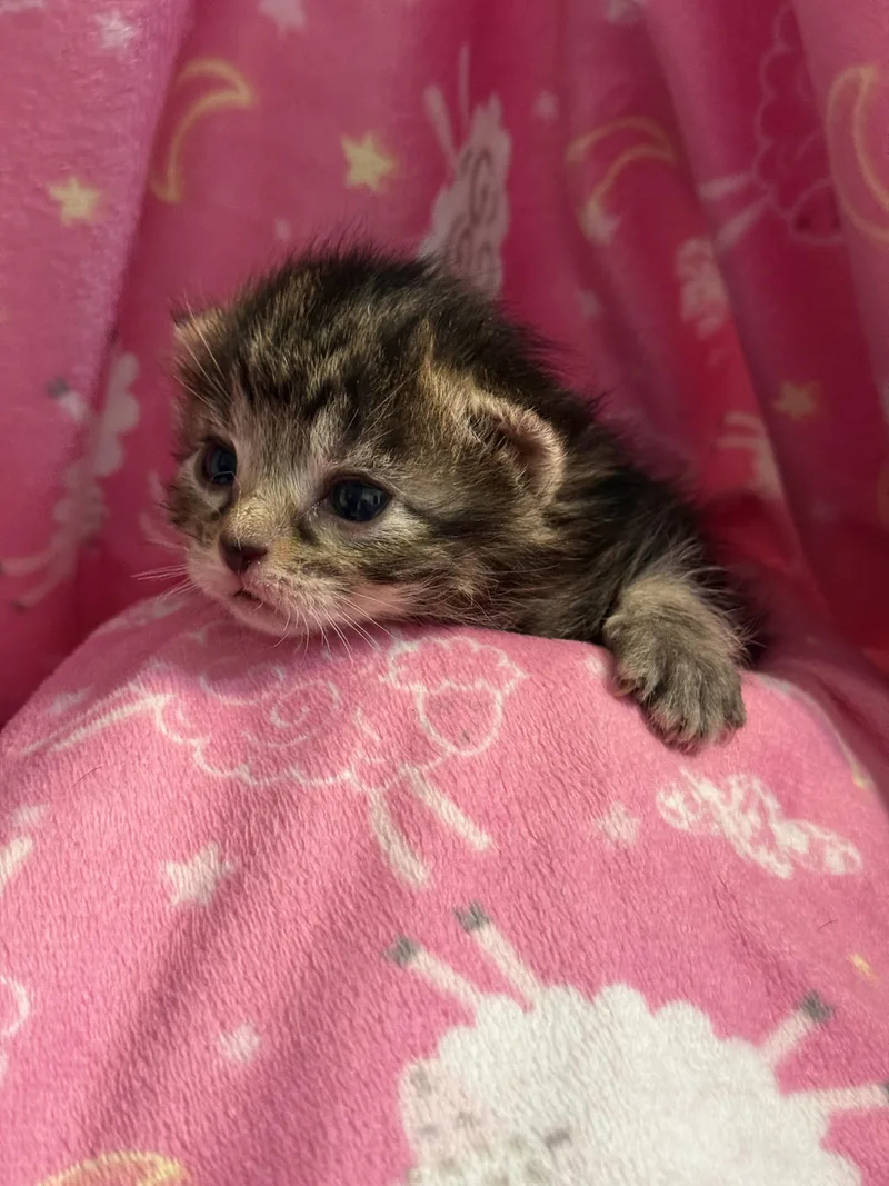 A baby medium-sized male Tabby (Brown / Chocolate) Domestic Short Hair cat named Mystery for adoption in Fruit Heights, UT