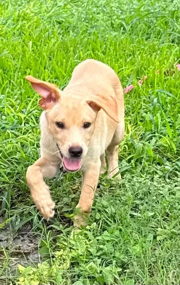 A baby medium-sized female White / Cream Labrador Retriever dog named Peaches for adoption in Austin, TX