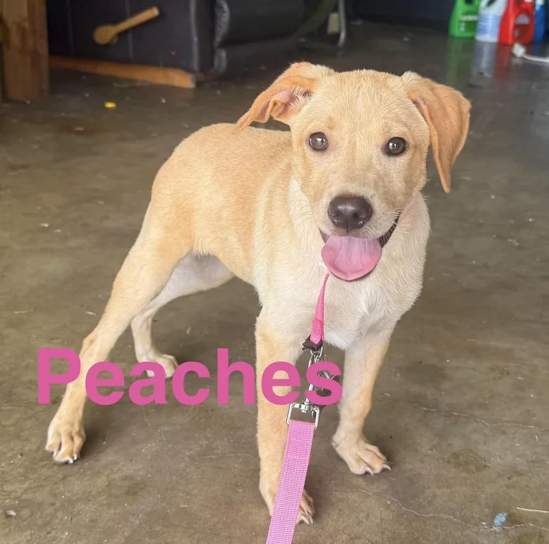 Peaches thumbnail 4