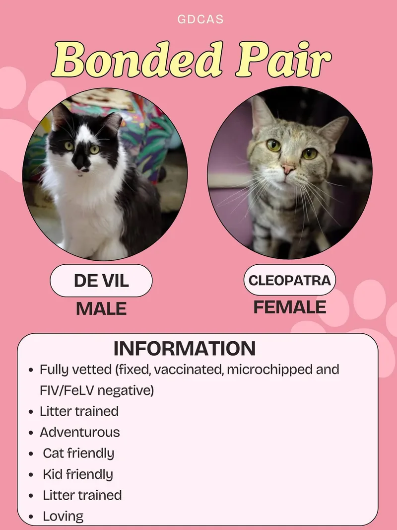 An adult medium-sized male Black Domestic Short Hair cat named De Vil And Cleopatra for adoption in Greensburg, IN