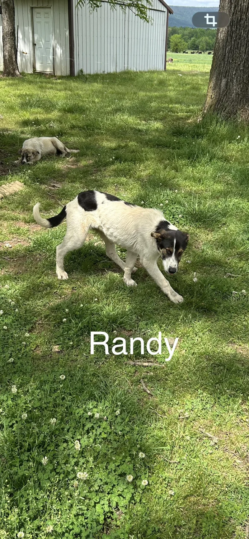 A baby medium-sized male Great Pyrenees dog named Randy for adoption in Zimmerman, MN