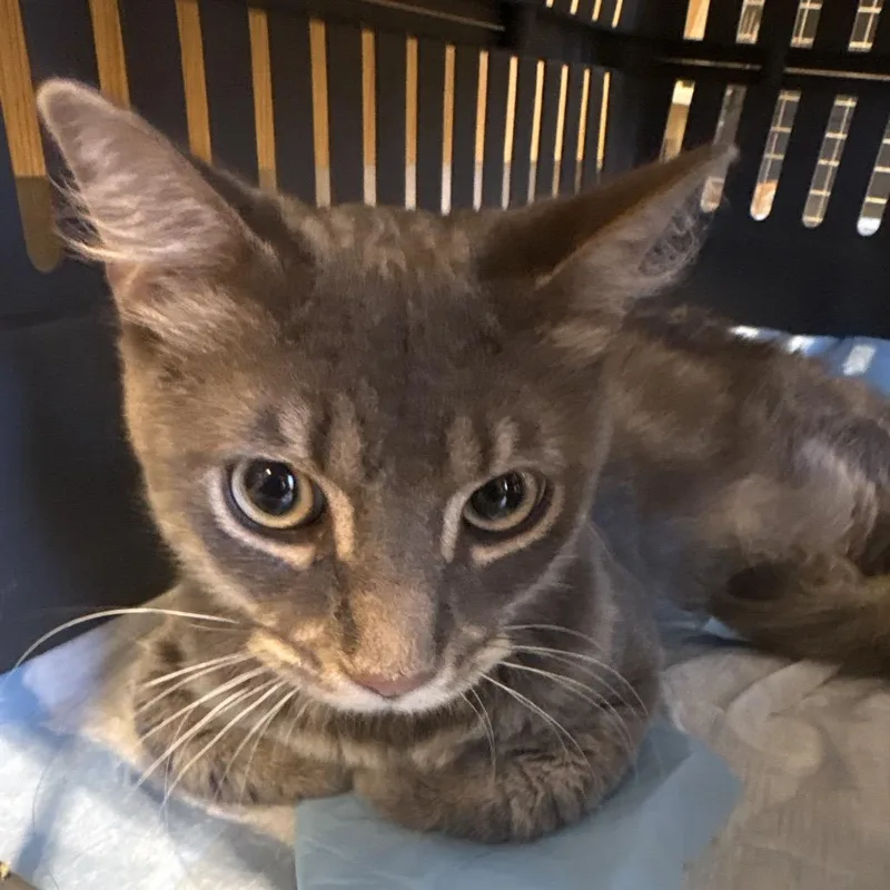An adult medium-sized male Gray / Blue / Silver Domestic Long Hair cat named Ash for adoption in West Palm Beach, FL