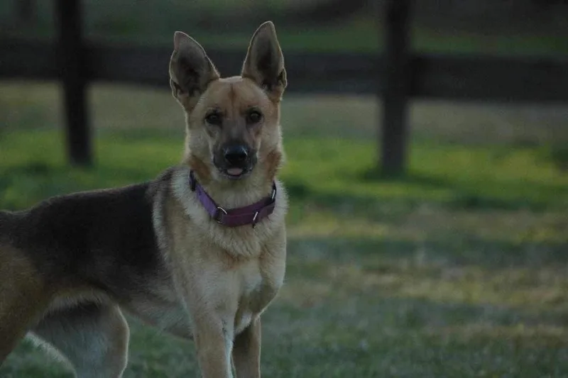 Sandy By The Sea thumbnail 3