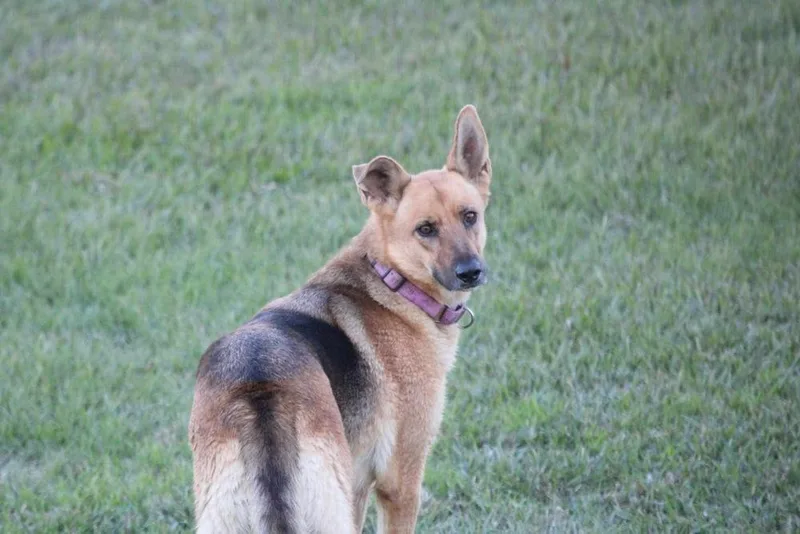 Sandy By The Sea thumbnail 6