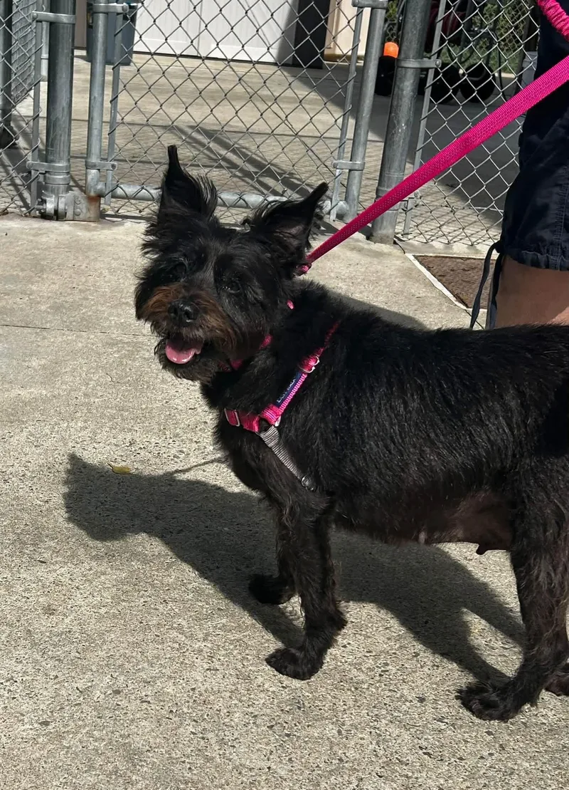 An adult small-sized female Scottish Terrier dog named Aggy for adoption in Attleboro, MA