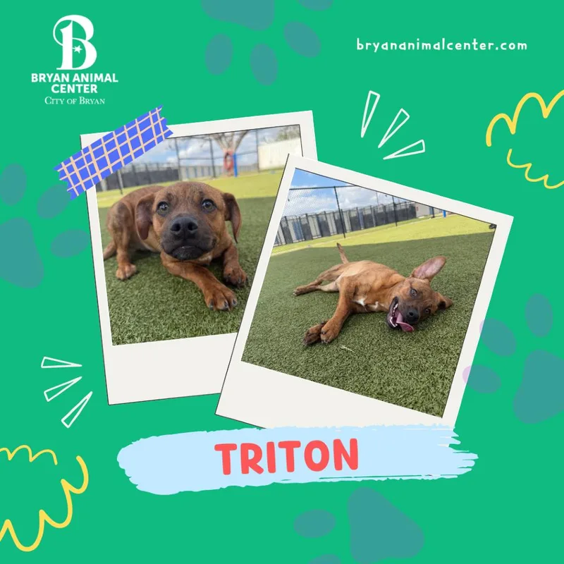 A baby medium-sized male Brindle Hound dog named Triton for adoption in Bryan, TX