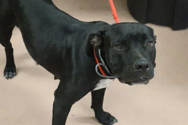 An adult small-sized female Mixed Breed dog named Magnolia for adoption in Columbia, SC