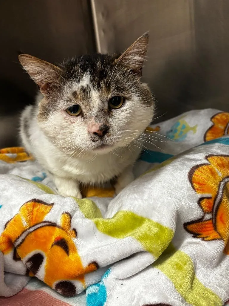 An adult large-sized male Domestic Short Hair cat named Wade for adoption in Lima, OH