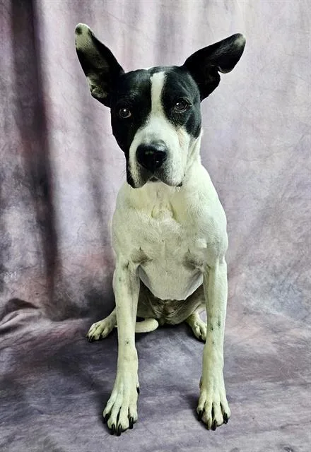A senior medium-sized female Bull Terrier dog named Rosella for adoption in Frisco, CO