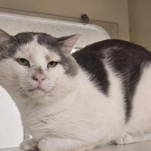 An adult large-sized male Domestic Short Hair cat named Frankenstein for adoption in Prince Frederick, MD