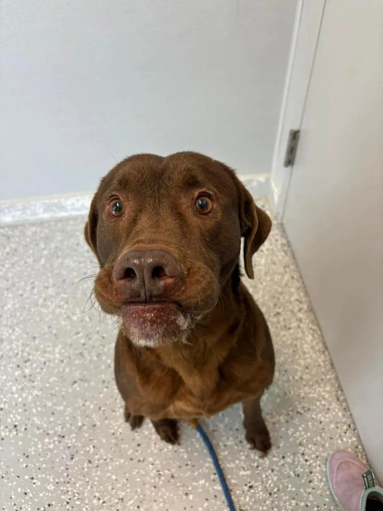 A young medium-sized male Labrador Retriever dog named Frank for adoption in New Bern, NC