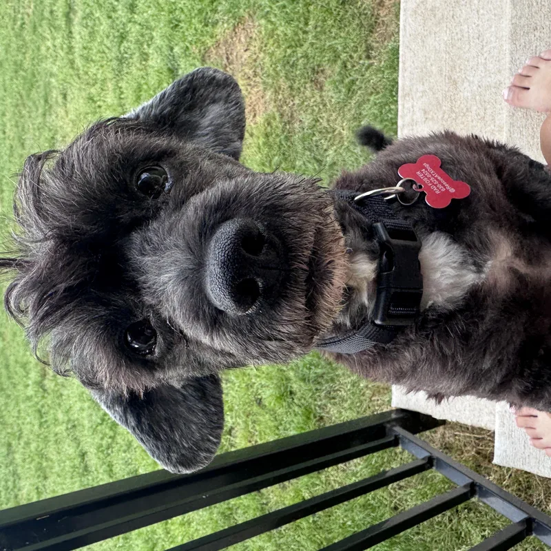 A senior small-sized male Black Miniature Poodle dog named Archer for adoption in Austin, TX