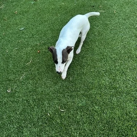 A young small-sized female Terrier dog named Bailey for adoption in Lake Dallas, TX