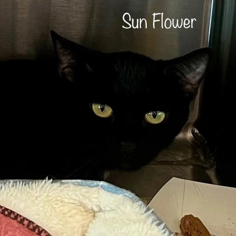 A young medium-sized female Black Domestic Short Hair cat named Sunflower for adoption in Madisonville, TN