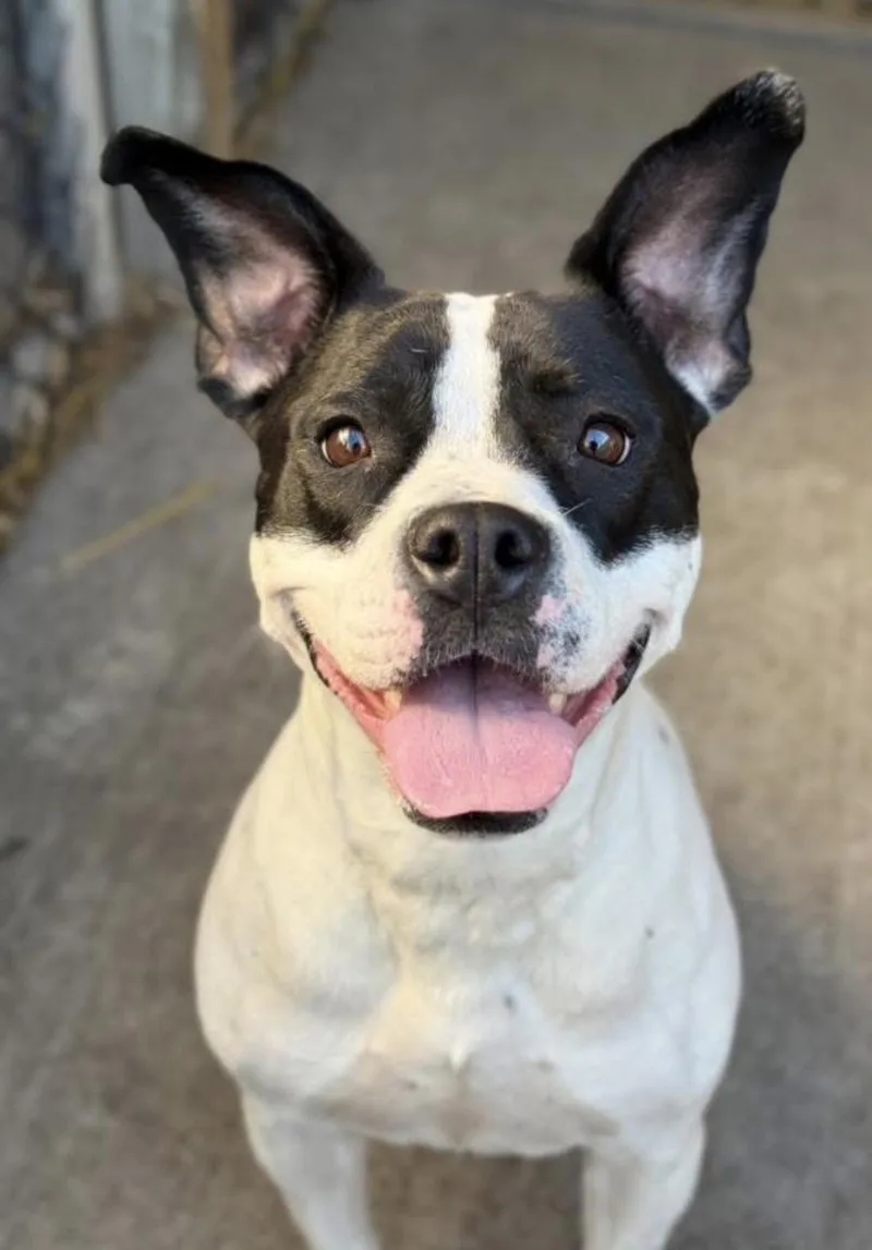 An adult medium-sized female White / Cream Pit Bull Terrier dog named Snack Pack. for adoption in Chicago, IL