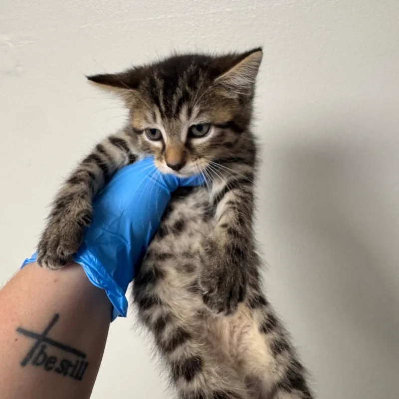 A baby small-sized female Brown / Chocolate Domestic Short Hair cat named Fire Alarm for adoption in Columbiana, AL