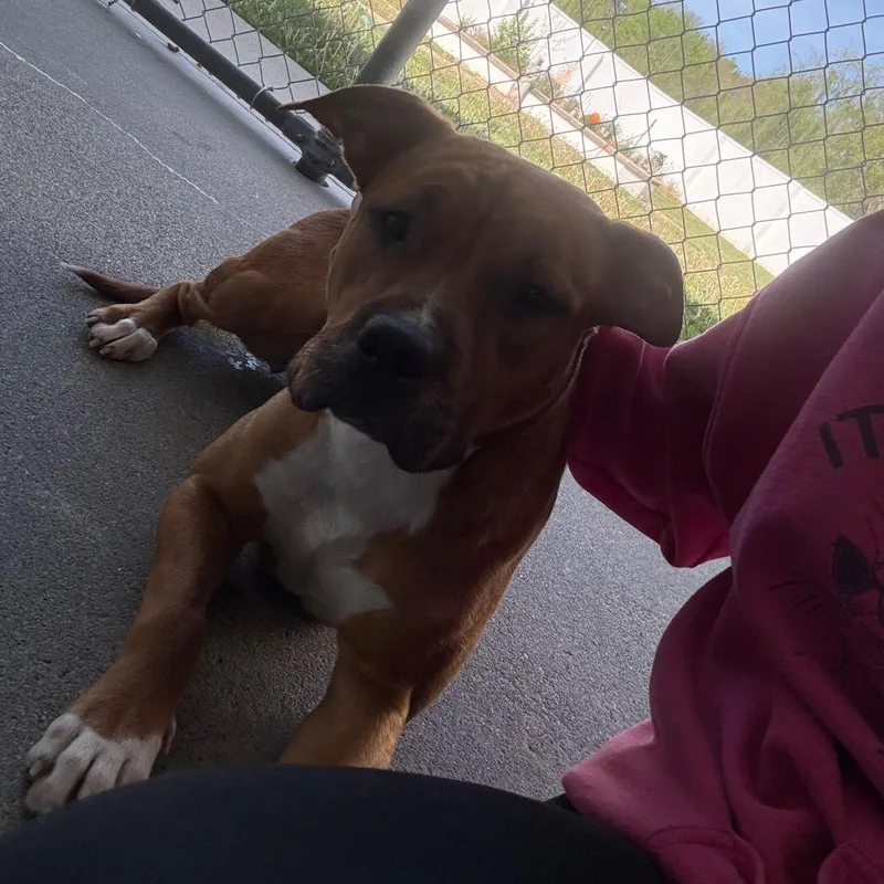 A young medium-sized female Brown / Chocolate Pit Bull Terrier dog named Spring for adoption in Martinsville, VA
