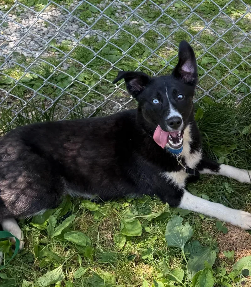 A baby medium-sized female Mixed Breed dog named Juno for adoption in Hyde Park, NY