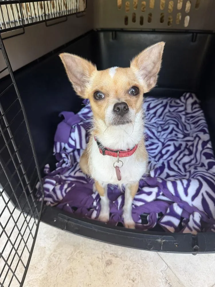 An adult small-sized female Brown / Chocolate Chihuahua dog named Pixie Dust for adoption in Richmond, TX