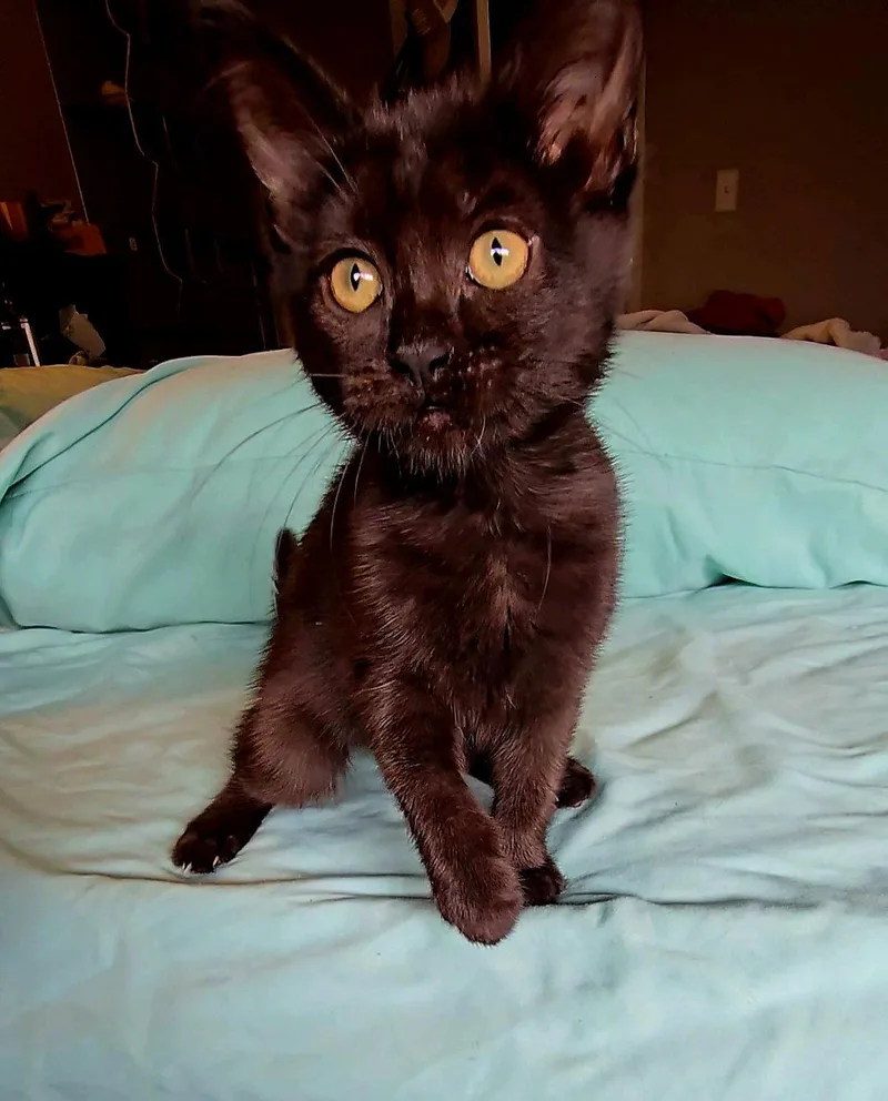 A young medium-sized female Black Domestic Short Hair cat named Vada for adoption in Aurora, CO