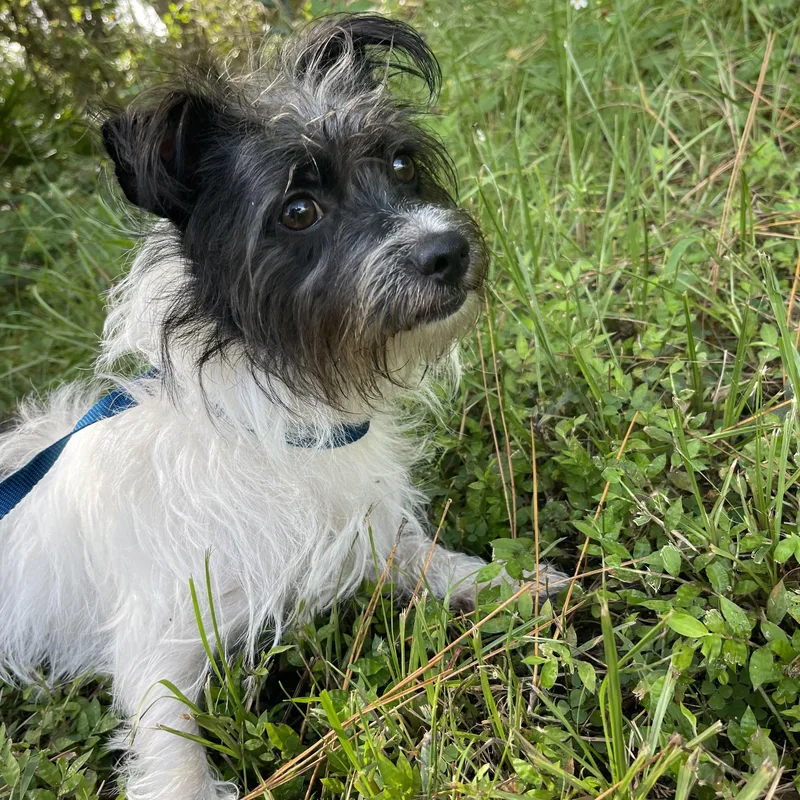 A young small-sized male Cairn Terrier dog named Bingo for adoption in Sebring, FL