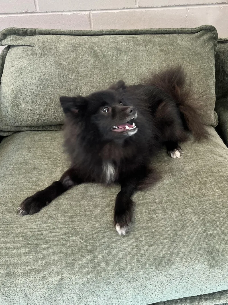 Maya