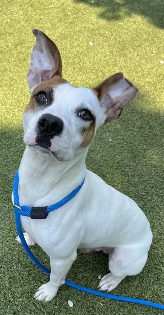 A young small-sized male Pit Bull Terrier dog named Mason for adoption in Newton, NC