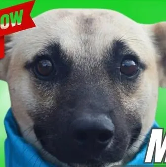 Mosby thumbnail 4