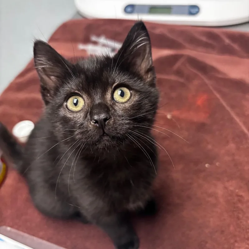 A baby small-sized female Black Domestic Short Hair cat named Cheese for adoption in Riverside, CA