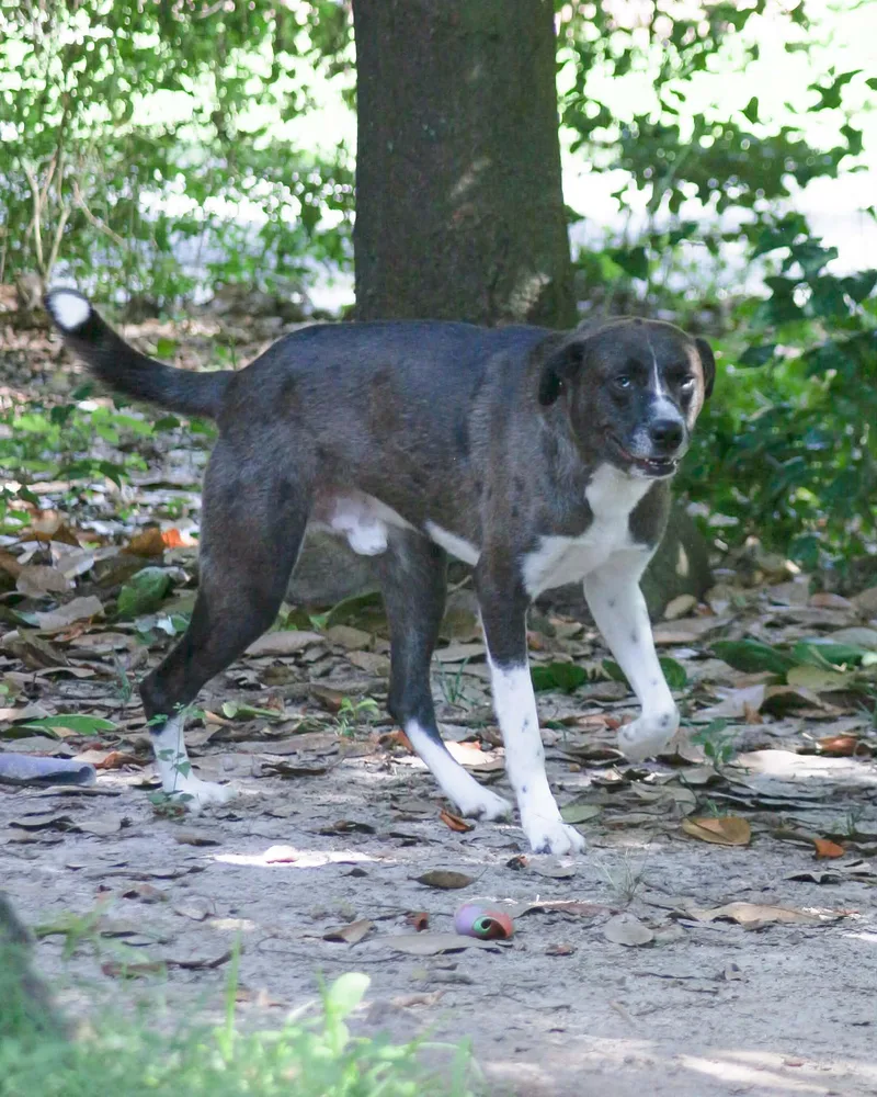 An adult large-sized male Brindle Great Pyrenees dog named Benny for adoption in Newfoundland, PA