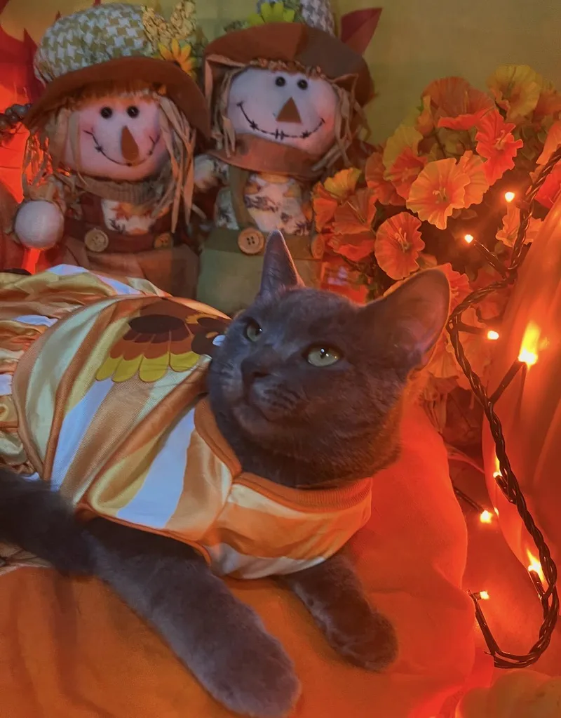 A baby small-sized female Gray / Blue / Silver Domestic Short Hair cat named Carmela for adoption in Staten Island, NY