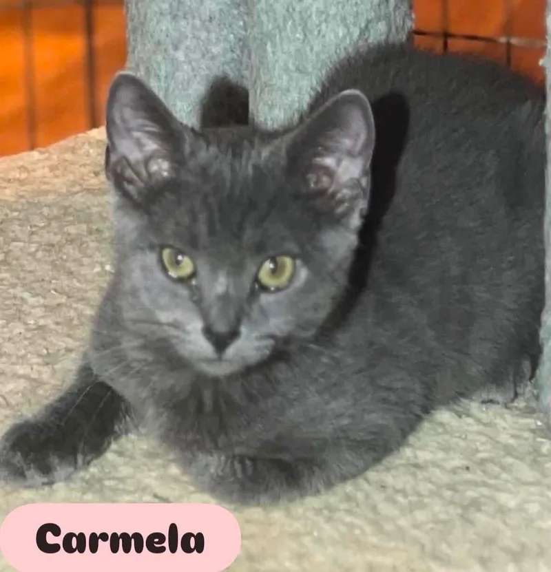 Carmela thumbnail 2