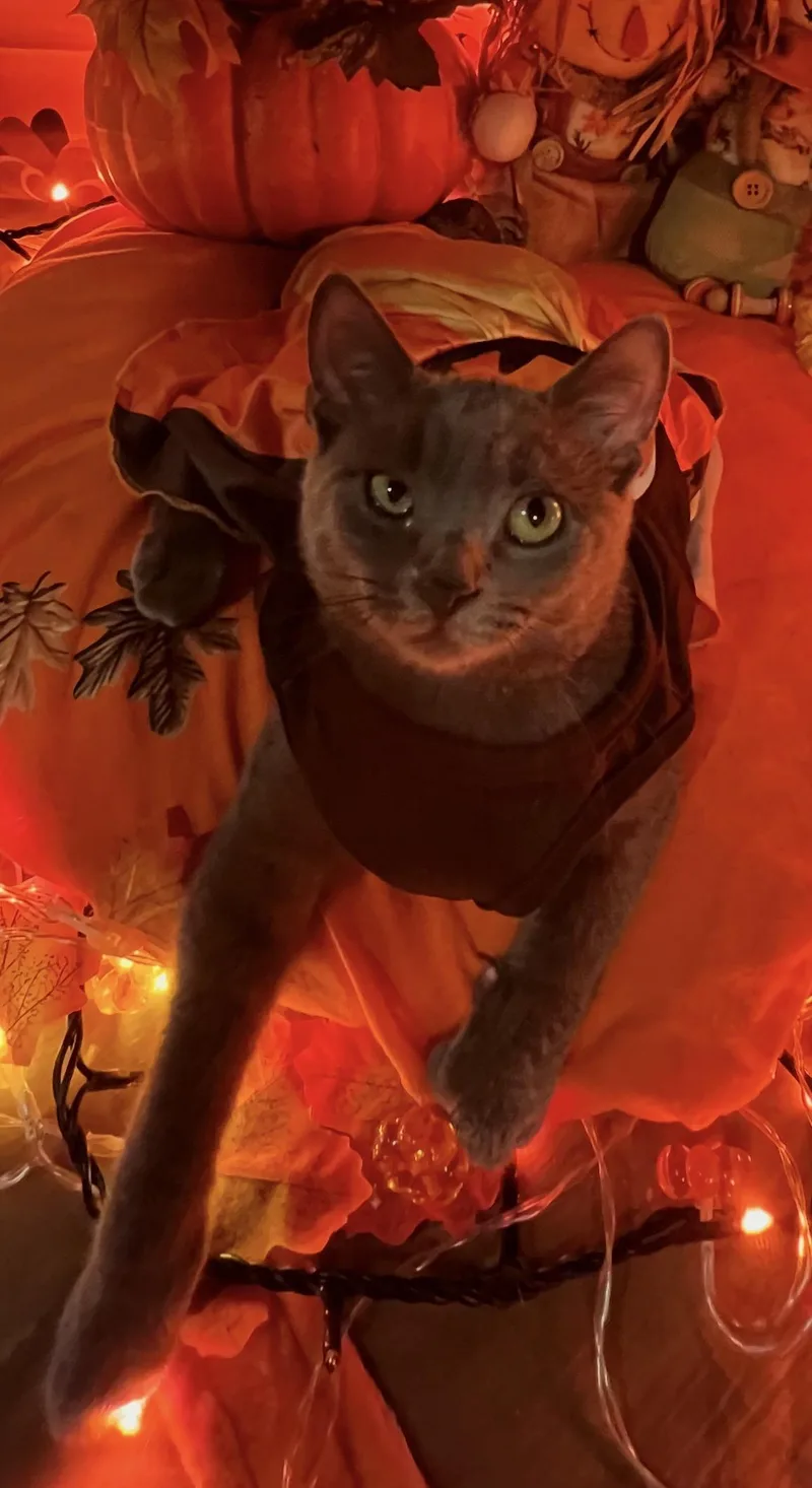 Carmela thumbnail 4