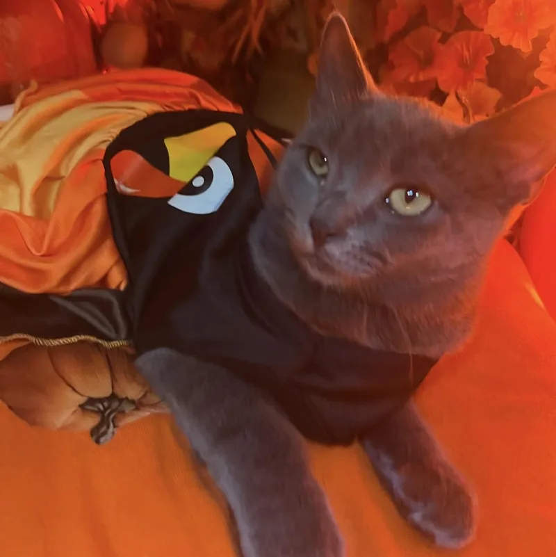 Carmela thumbnail 5