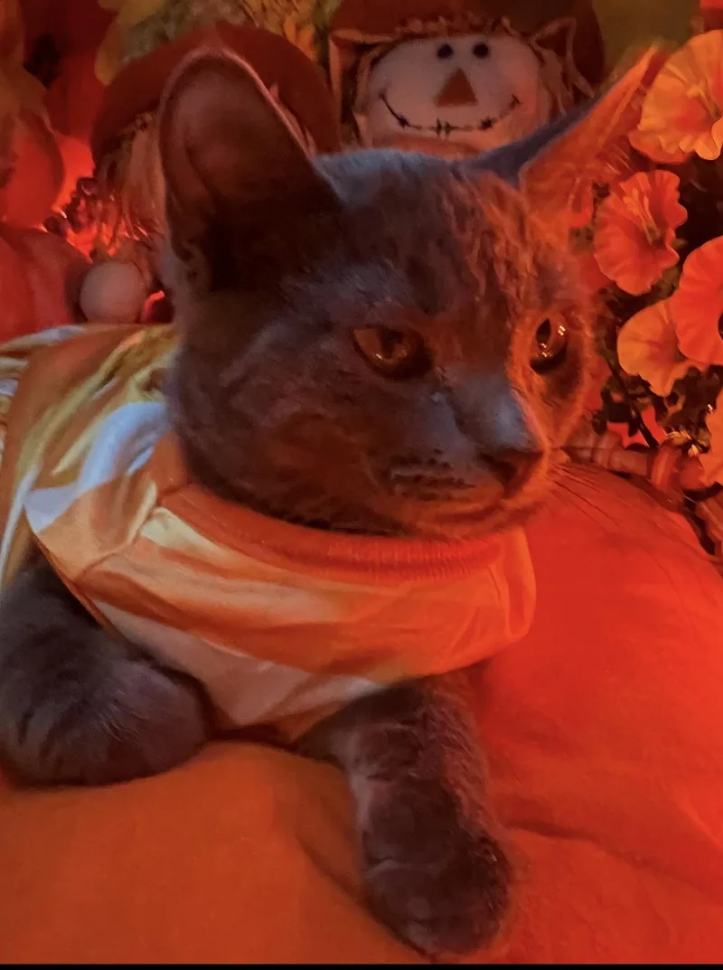 Carmela thumbnail 6