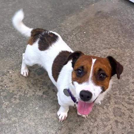 An adult small-sized male Jack Russell Terrier dog named Rupert for adoption in Woodinville, WA