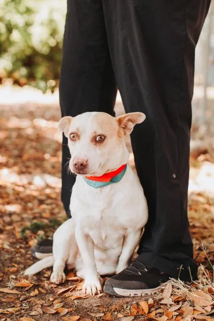 An adult small-sized female Terrier dog named A Mudflap for adoption in North Charleston, SC