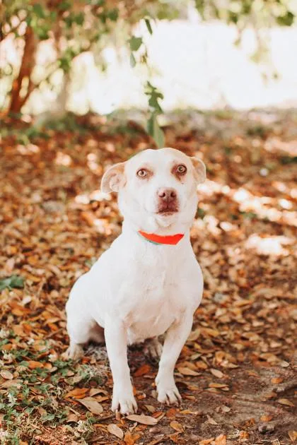 A Mudflap thumbnail 2