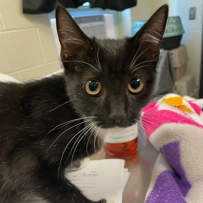 A baby small-sized male Black Domestic Short Hair cat named Best Dressed for adoption in Charlottesville, VA