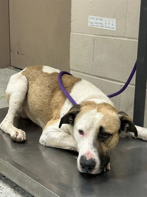 An adult medium-sized male Pit Bull Terrier dog named Jose for adoption in Conroe, TX