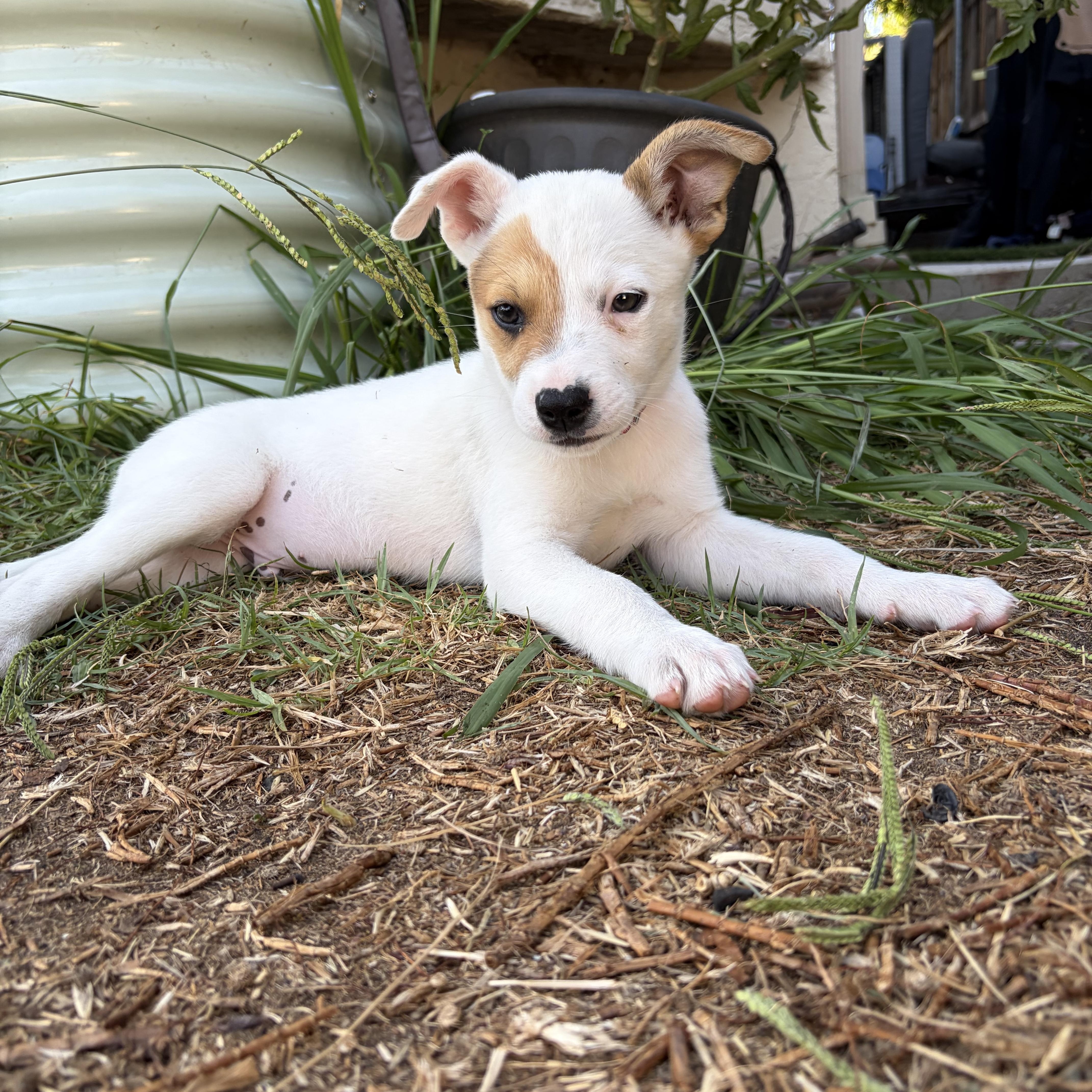 A baby medium-sized male White / Cream Australian Cattle Dog / Blue Heeler dog named Kevin for adoption in Encino, CA