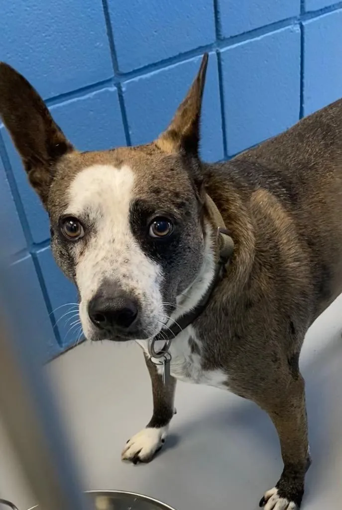 An adult medium-sized male American Staffordshire Terrier dog named Leo for adoption in Hartsville, SC