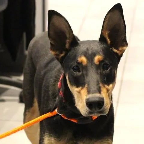 An adult medium-sized male Bicolor Doberman Pinscher dog named 26-01016 for adoption in Fredericksburg, VA