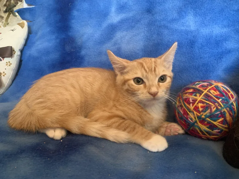 A young medium-sized male Tabby (Orange / Red) Domestic Short Hair cat named Benny for adoption in San Jose, CA
