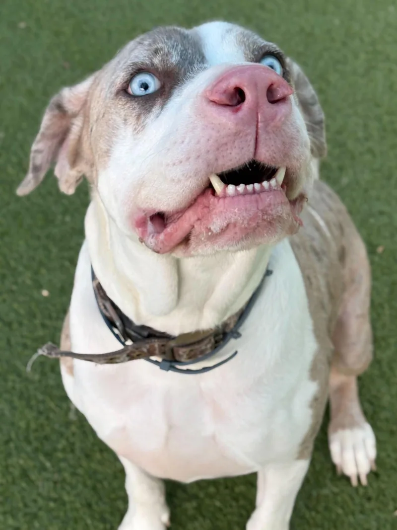 An adult extra large-sized male Pit Bull Terrier dog named Dozer for adoption in Hillsboro, NH