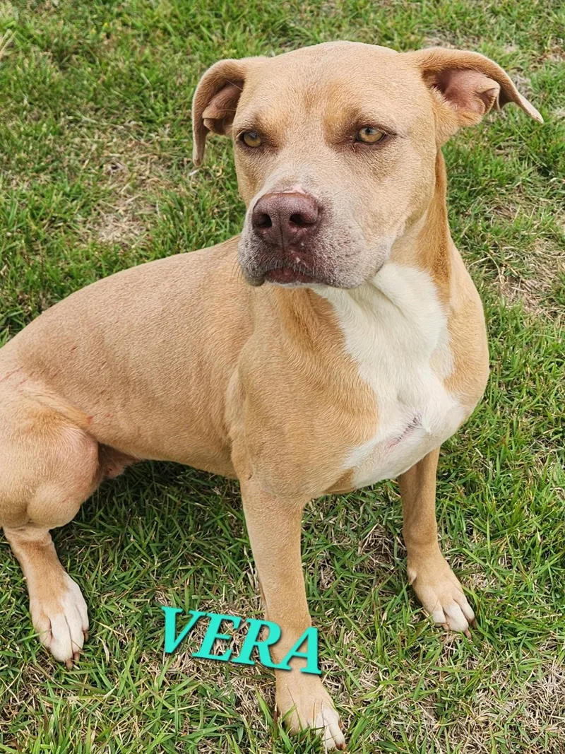 Vera  Needs Summer thumbnail 2