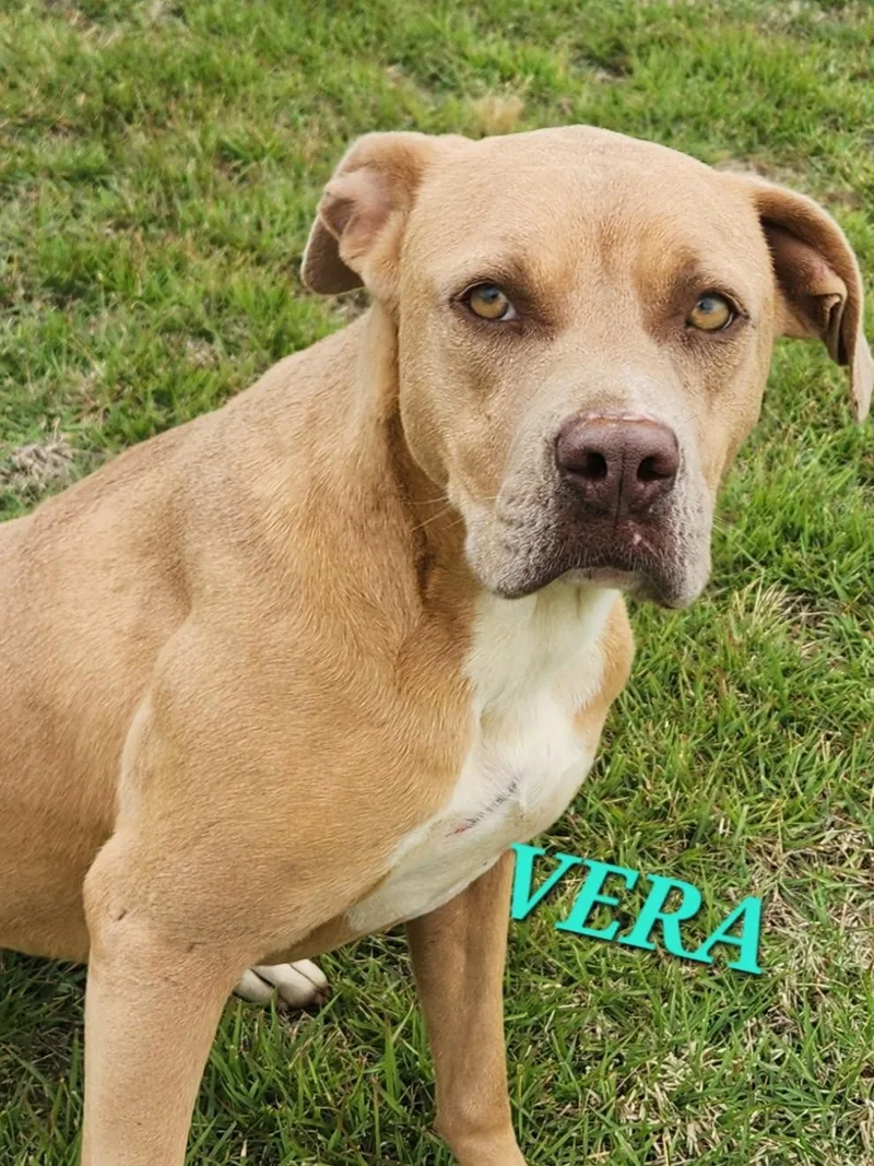 Vera  Needs Summer thumbnail 4
