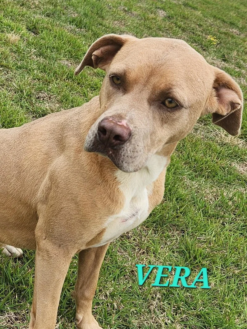 Vera  Needs Summer thumbnail 6