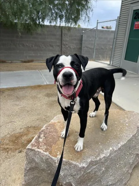 A young large-sized male Pit Bull Terrier dog named Porkchop for adoption in Las Vegas, NV